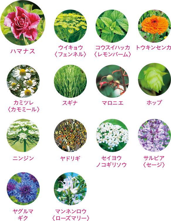 14種類の植物