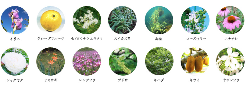 14種類の植物