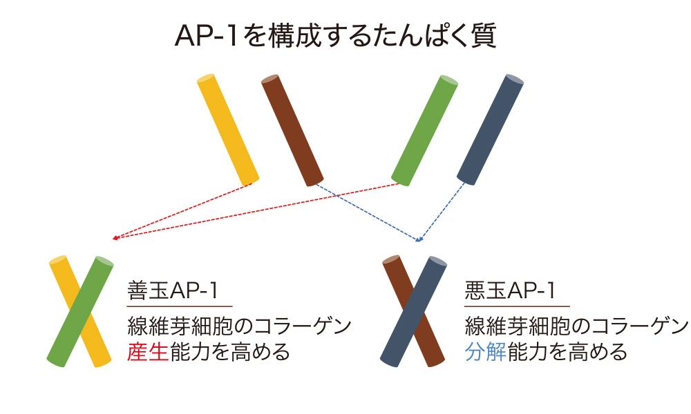 AP-1を構成するたんぱく質
