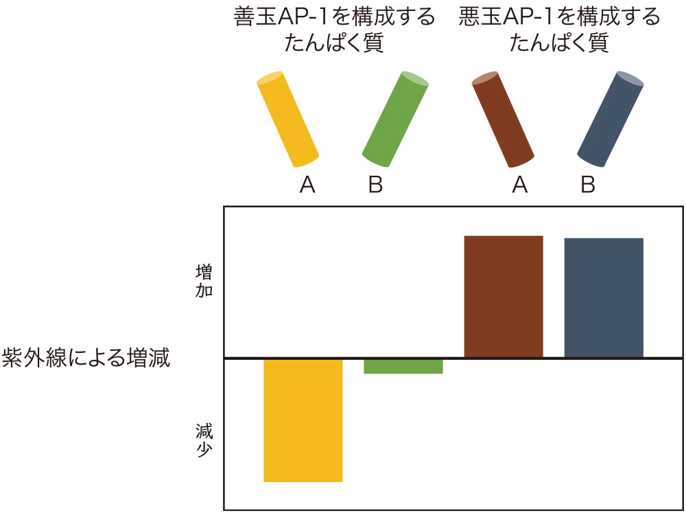 AP-1を構成するたんぱく質 紫外線による増減