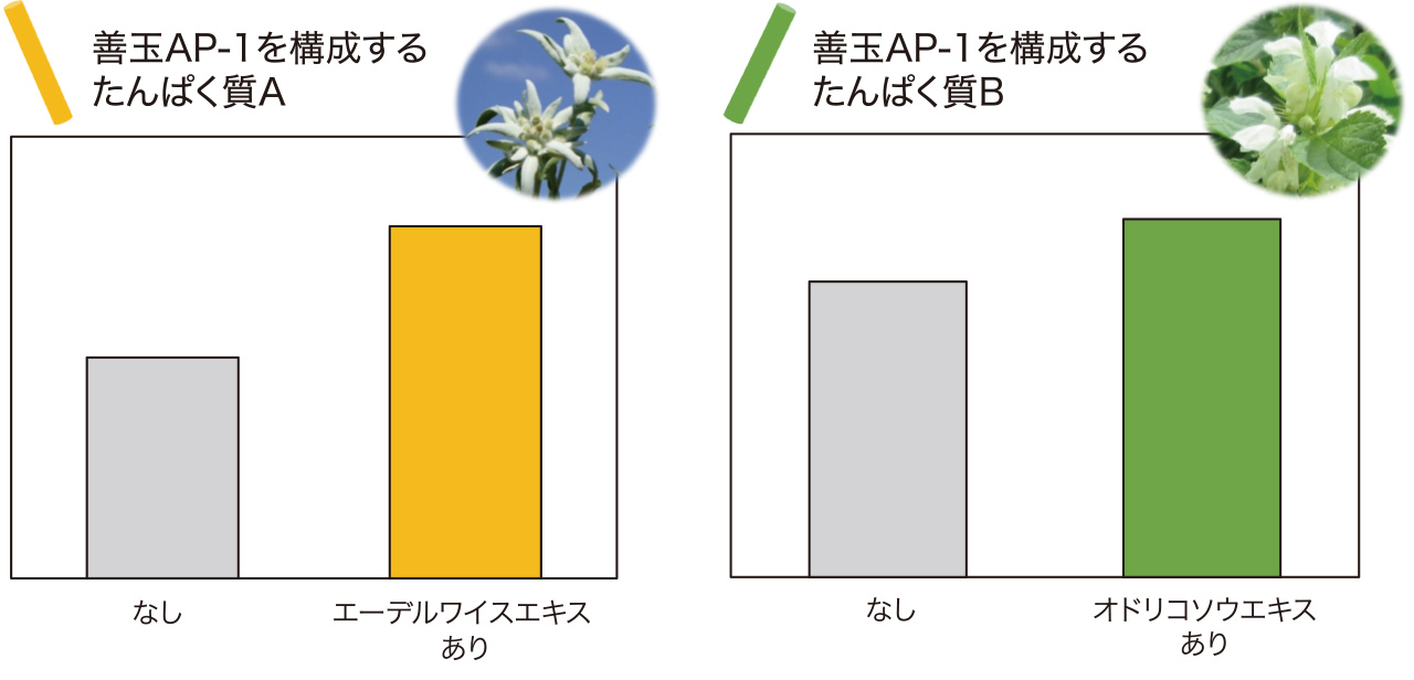 エーデルワイスエキスとオドリコソウエキスの効果の図