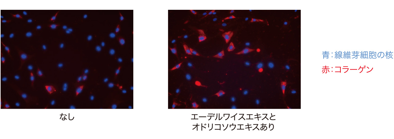 エーデルワイスエキスとオドリコソウエキスなしありの比較画像