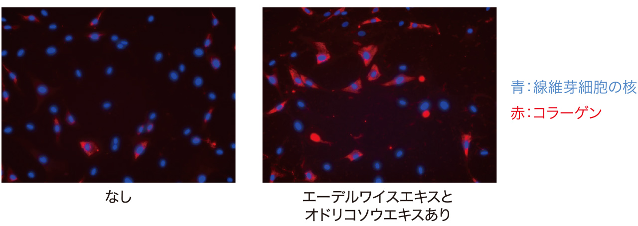 エーデルワイスエキスとオドリコソウエキスなしありの比較画像