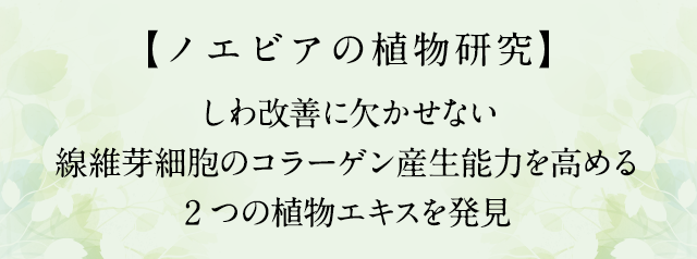 しわ改善に欠かせない線維芽細胞のコラーゲン産生能力を高める2つの植物エキスを発見