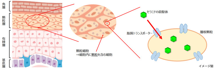 脂質トランスポーターイメージ