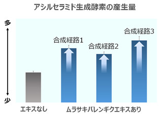 アシルセラミド生成酵素の産生量イメージ