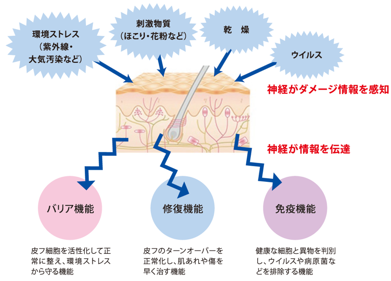 ダメージ情報を受けて神経から指令が出され肌が反応を起こし、「バリア機能」「修復機能」「免疫機能」を高めるイメージ