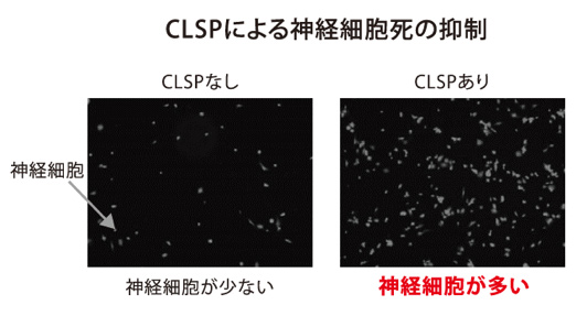 「CLSPによる神経細胞死の抑制」における、CLSPなし・ありの比較