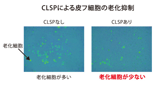 「CLSPによる皮フ細胞の老化抑制」における、CLSPなし・ありの比較