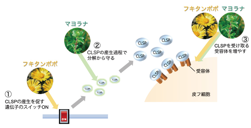 CLSPのはたらきを高めるフキタンポポエキスとマヨラナエキスの効果イメージ