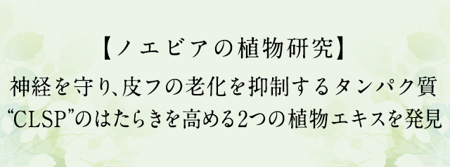 神経を守り、皮フの老化を抑制するタンパク質“CLSP”のはたらきを高める2つの植物エキスを発見