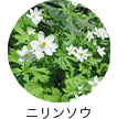 ウスベニアオイ