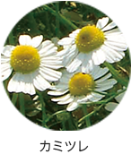 カミツレ