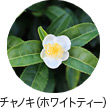 チャノキ（ホワイトティー）
