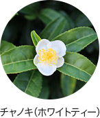 チャノキ（ホワイトティー）