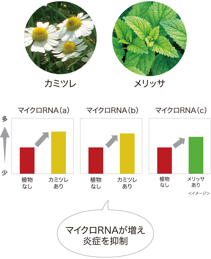 3種類のマイクロRNAを増やすグラフ