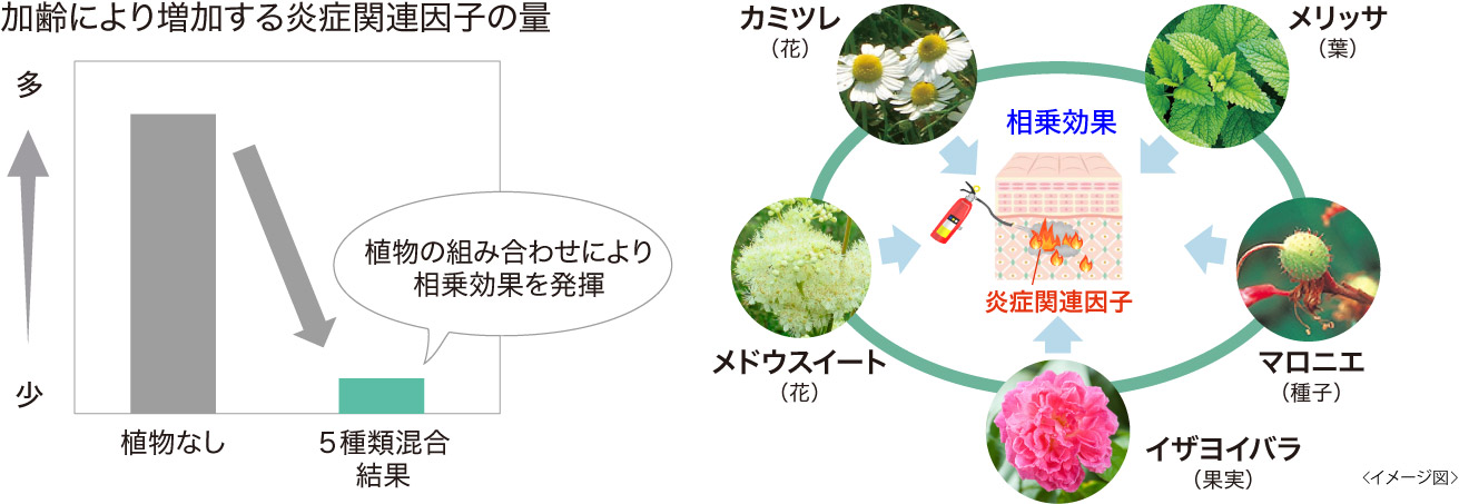 加齢により増加する炎症関連因子の量