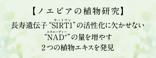 長寿遺伝子“SIRT1”の活性化に欠かせない“NAD+”の量を増やす2つの植物エキスを発見