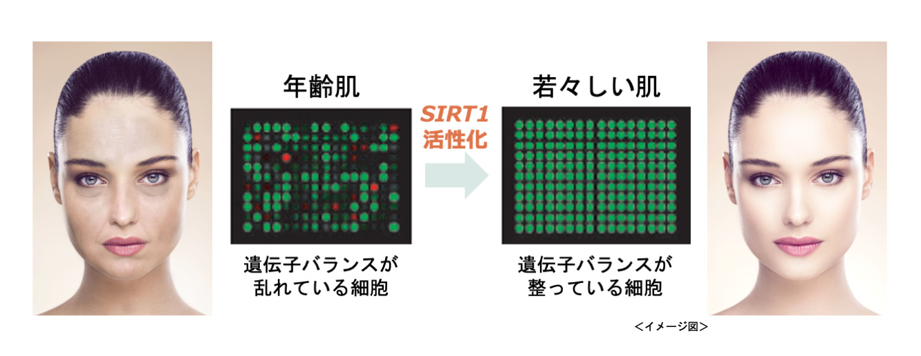 SIRT1を活性化