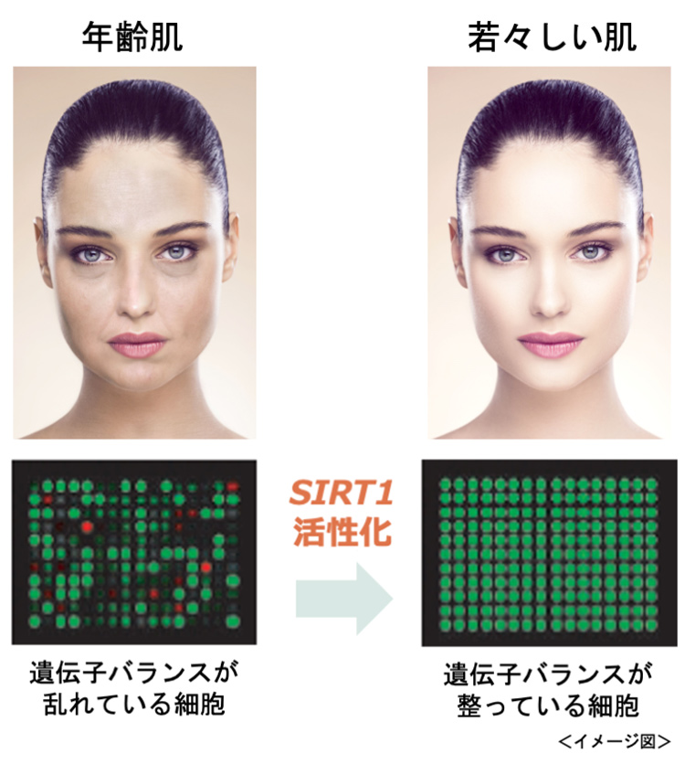 SIRT1を活性化