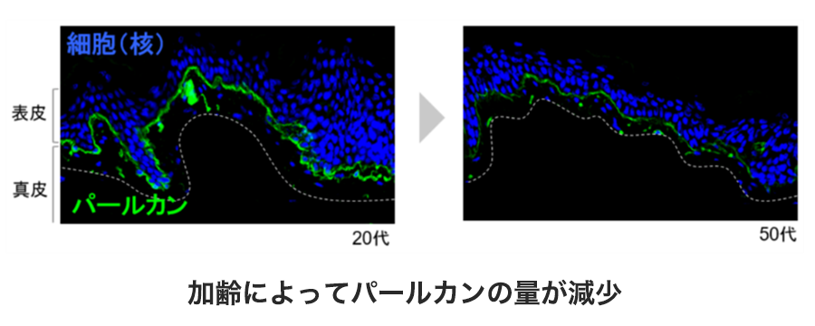 加齢によってパールカンの量が減少