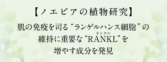 肌の免疫を司る“ランゲルハンス細胞”の維持に重要な“RANKL”を増やす成分を発見