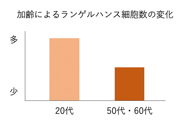 加齢によるランゲルハンス細胞数の変化