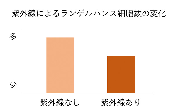 紫外線によるランゲルハンス細胞数の変化