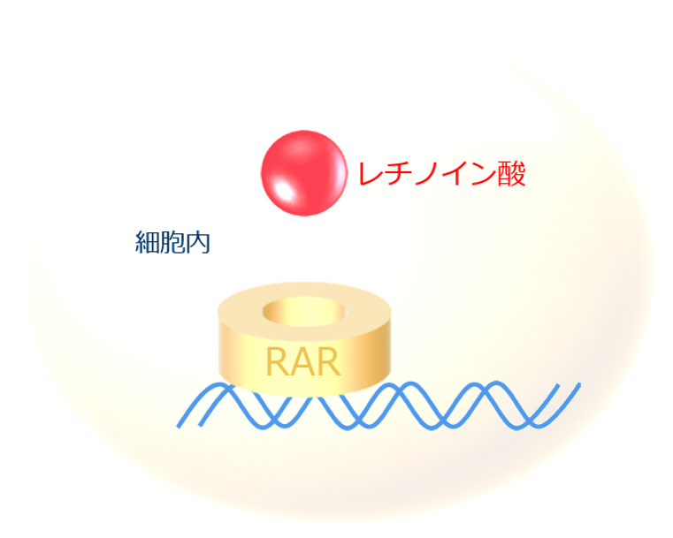 レチノイン酸がRARに結合するイメージ