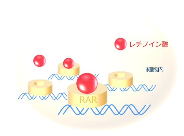 レチノイン酸がRARに結合するイメージ