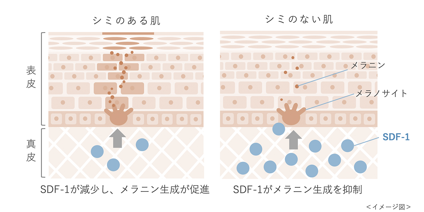 シミのある肌、シミのない肌　表皮のイメージ図