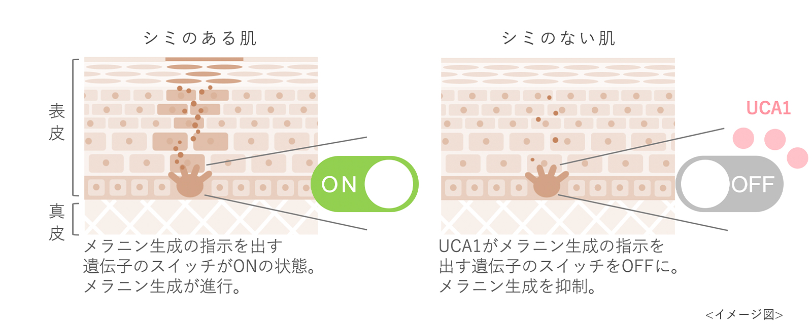 シミのある肌、シミのない肌　表皮のイメージ図