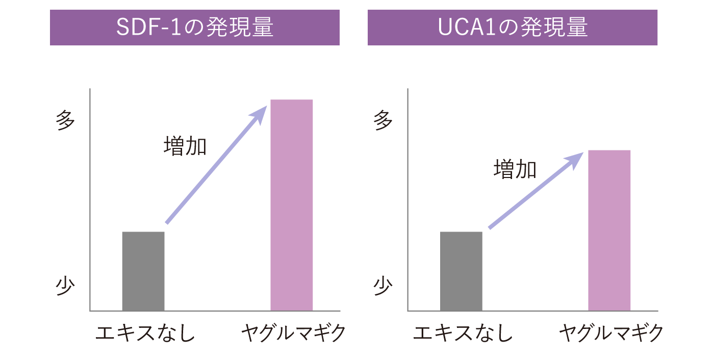 SDF-1の発現量、UCA1の発現量