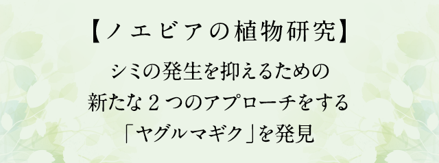 シミの発生を抑えるための新たな2つのアプローチをする「ヤグルマギク」を発見