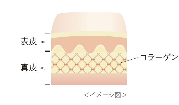 表皮、真皮、コラーゲンのイメージ図