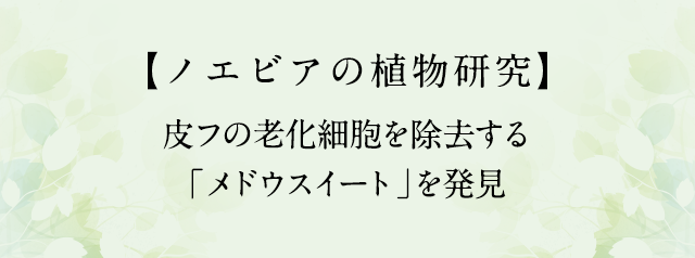 皮フの老化細胞を除去する「メドウスイート」を発見
