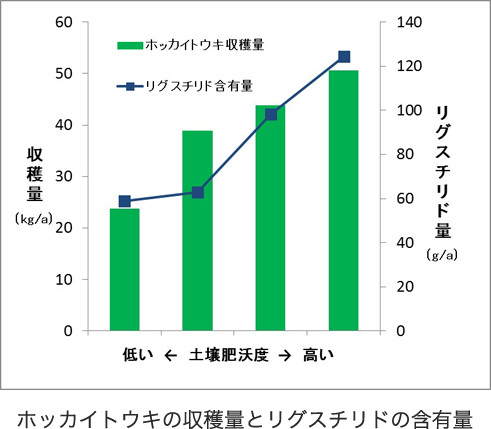 ホッカイトウキの収穫量とリグスチリドの含有量