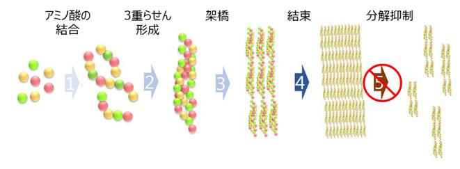 コラーゲン生成の5段階イメージ