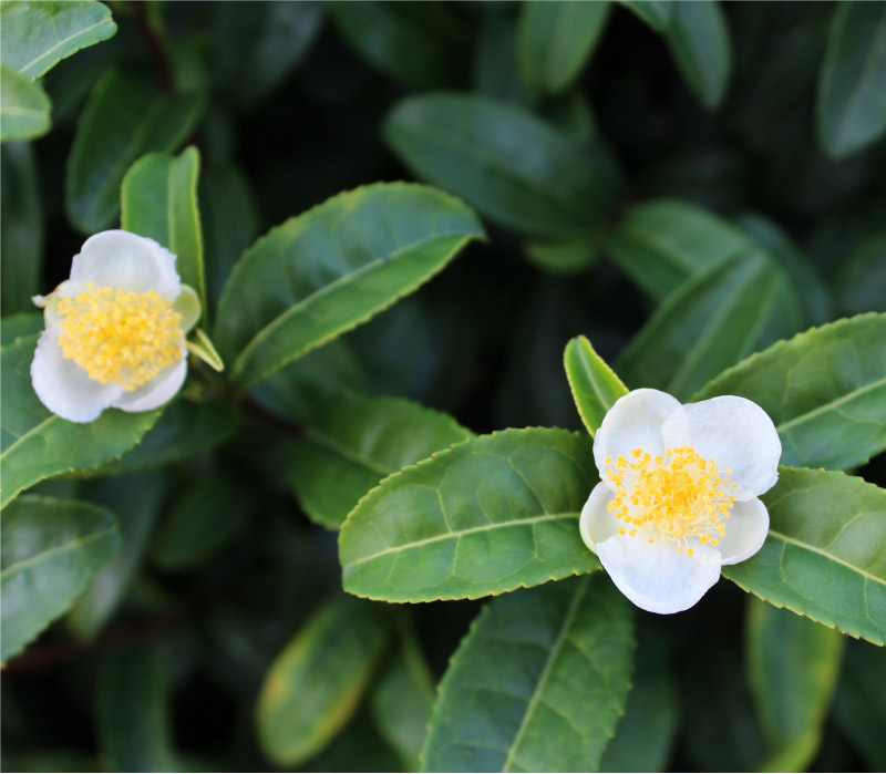 チャノキ（ホワイトティー）