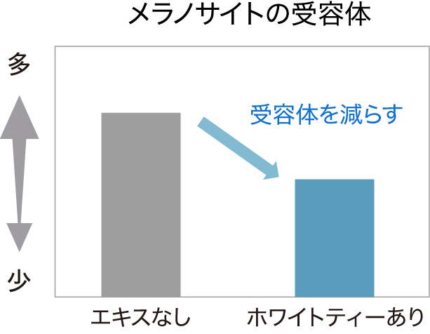 メラノサイトの受容体
