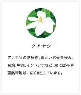 クチナシ
