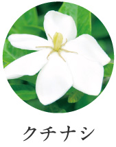 クチナシ