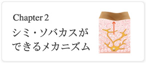 Capter2. シミ・ソバカスができるメカニズム