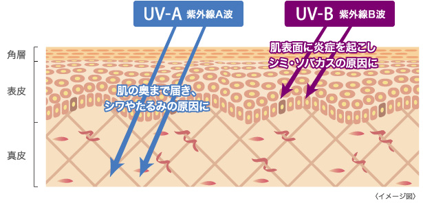 「ＵＶ－Ａ（紫外線Ａ波）」「ＵＶ－Ｂ（紫外線Ｂ波）」肌への影響