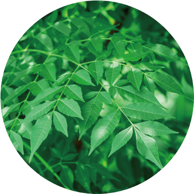 メリアアザジラクタ