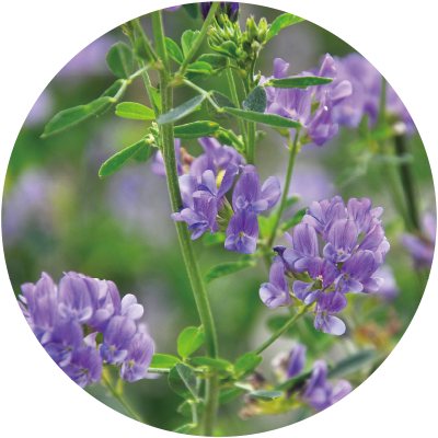 アルファルファ