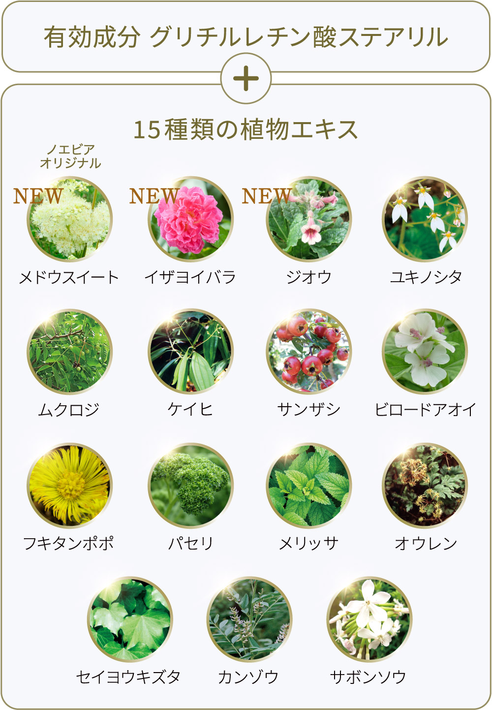 グリチルレチン酸ステアリル 15種類の植物エキス
