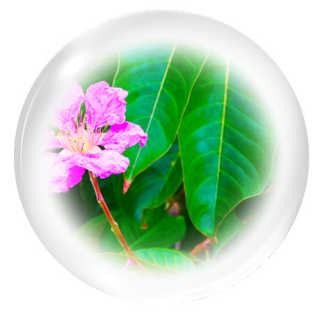 バナバ葉由来コロソリン酸