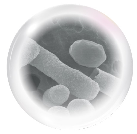 有胞子性乳酸菌