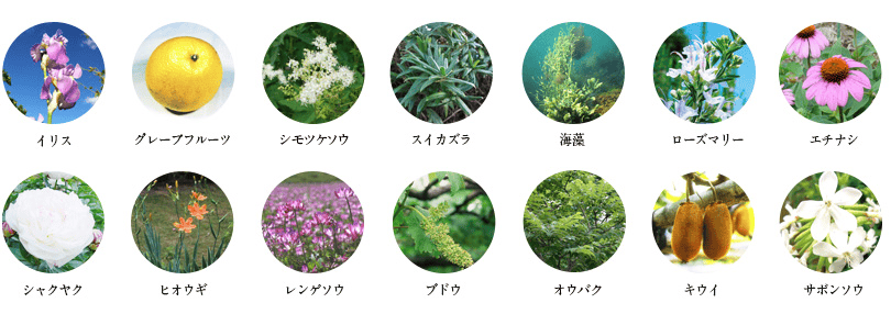 14種類の植物